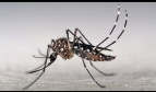 Photo: Aedes mosquito - Marcos Teixeira de Freitas/CC